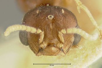 Media type: image; Entomology 20842   Aspect: head frontal view
